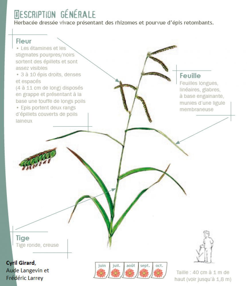 Paspalum dilatatum Poir., 1804